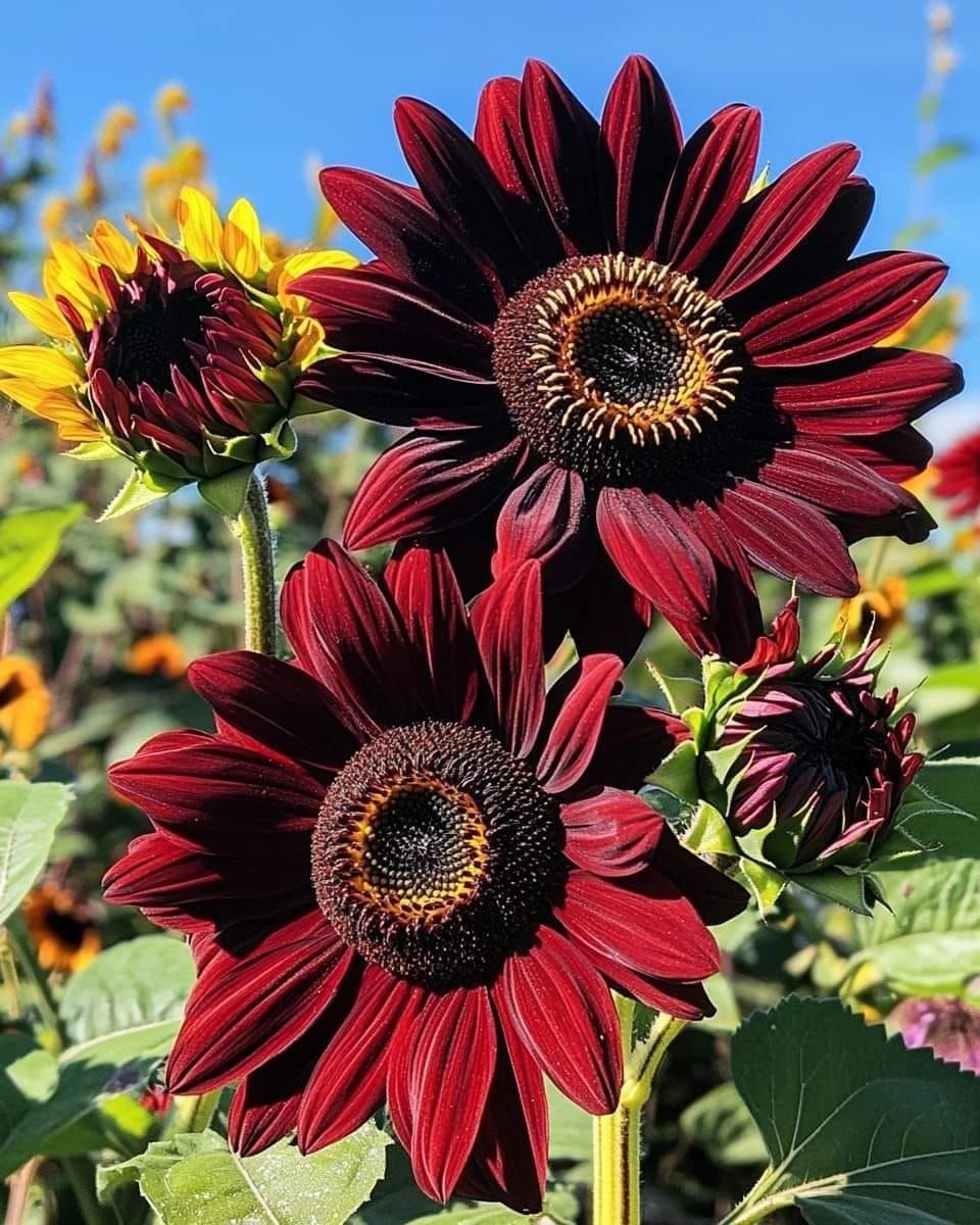 Chocolate Cherry Sunflower Seeds gallery