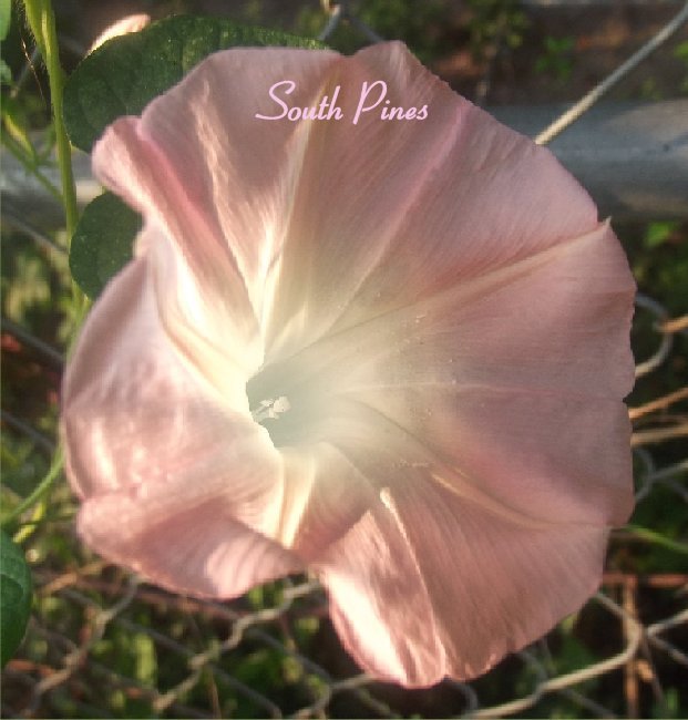 ✿ NEW ✿ Dream Catcher- Morning Glory - ipomoea Purpurea - 10 Seeds - RARE PEACH gallery