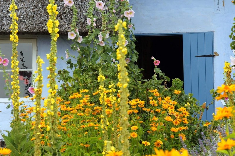 Pollinator-Friendly Heirloom Mullein Seeds - 150 Non-GMO for Your Outdoor Garden gallery