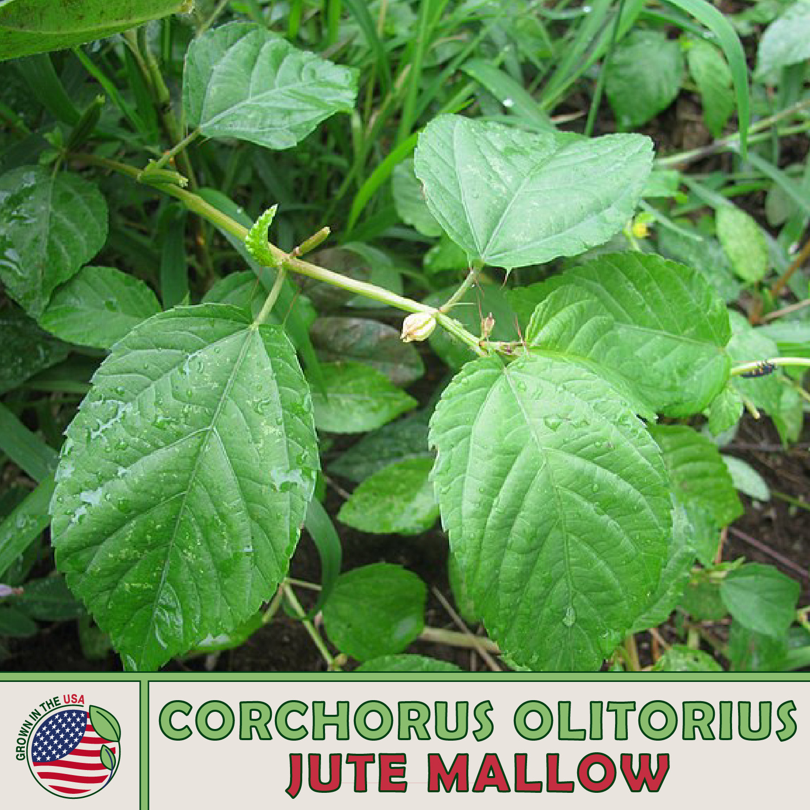 500+ Jute Mallow Seeds, Corchorus olitorius, Molokhia, Non-GMO, Genuine USA gallery
