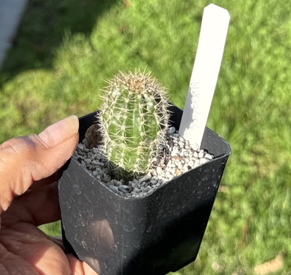 EDDIE - Echinopsis Schick Hybrids Rooted Plants Cactus Succulent gallery