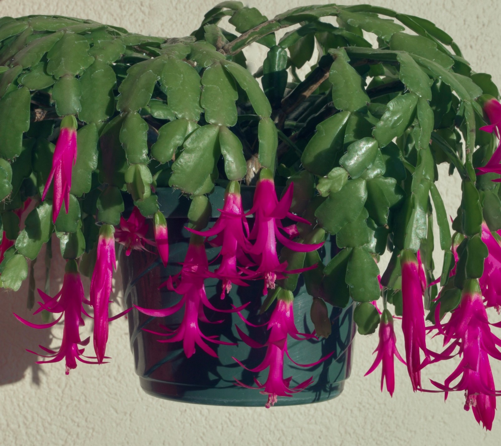 Schlumbergera russelliana 'Macaé de Cima'-rare Xmas cactus, compact true species gallery