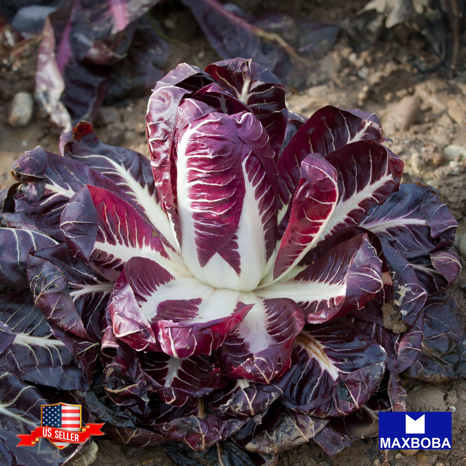700+ Red Treviso Endive Seeds Heirloom Non-GMO Vegetable BTGO 75% OFF gallery