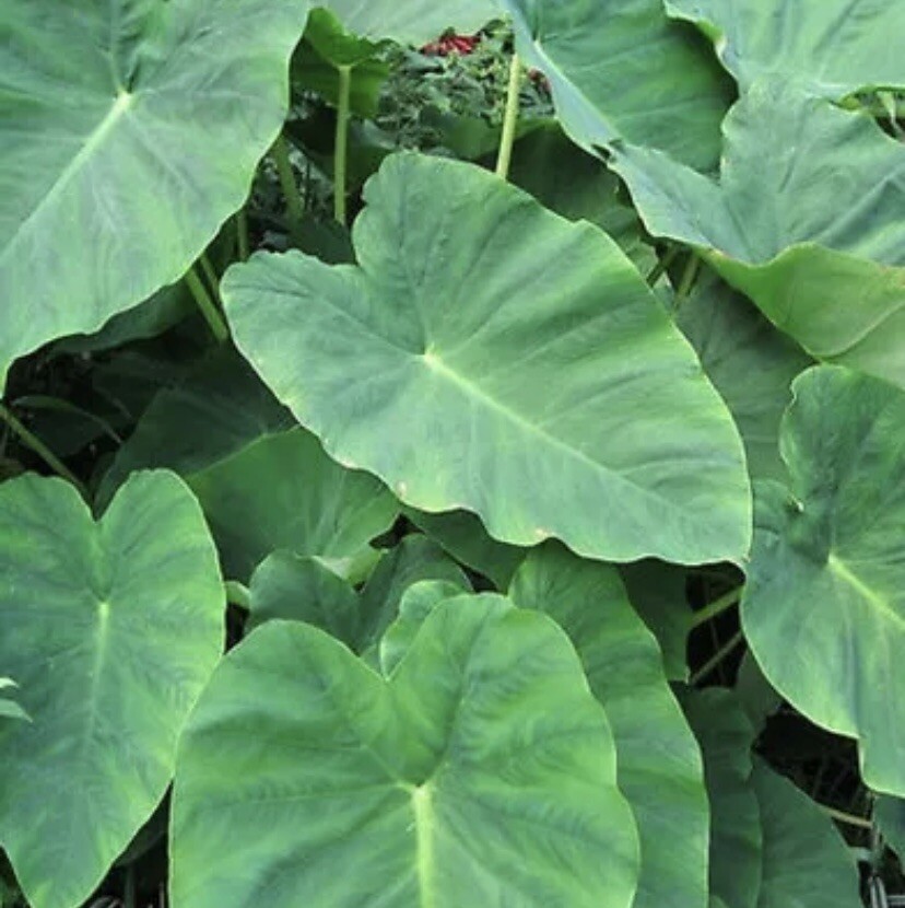 2 Sprouted Taro Root Bulbs Elephant Ear Live Plant Fresh Ready To Plant gallery