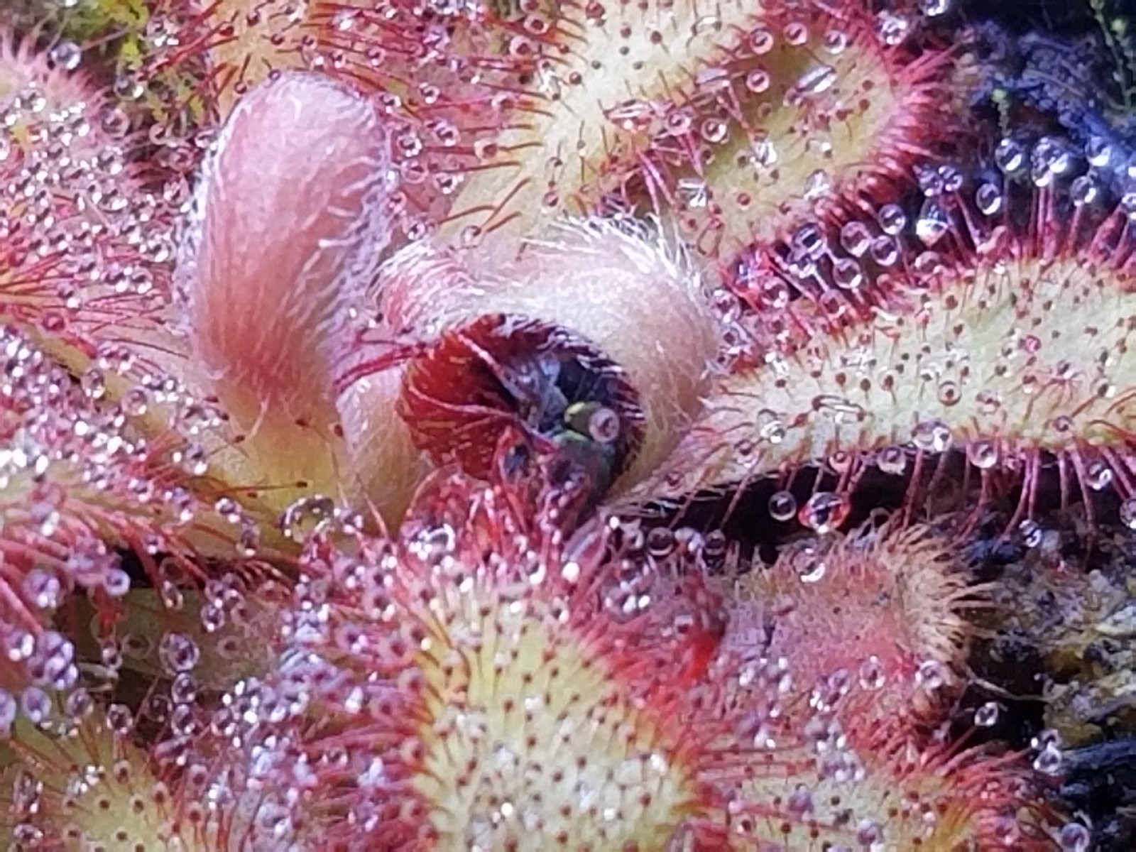 Drosera venusta Seeds - Carnivorous Sundew Plant - Very easy to grow! gallery