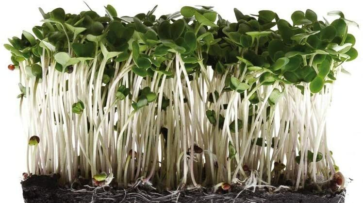 Broccoli Seeds for Sprouting Microgreens "COOL BEANS n SPROUTS" gallery