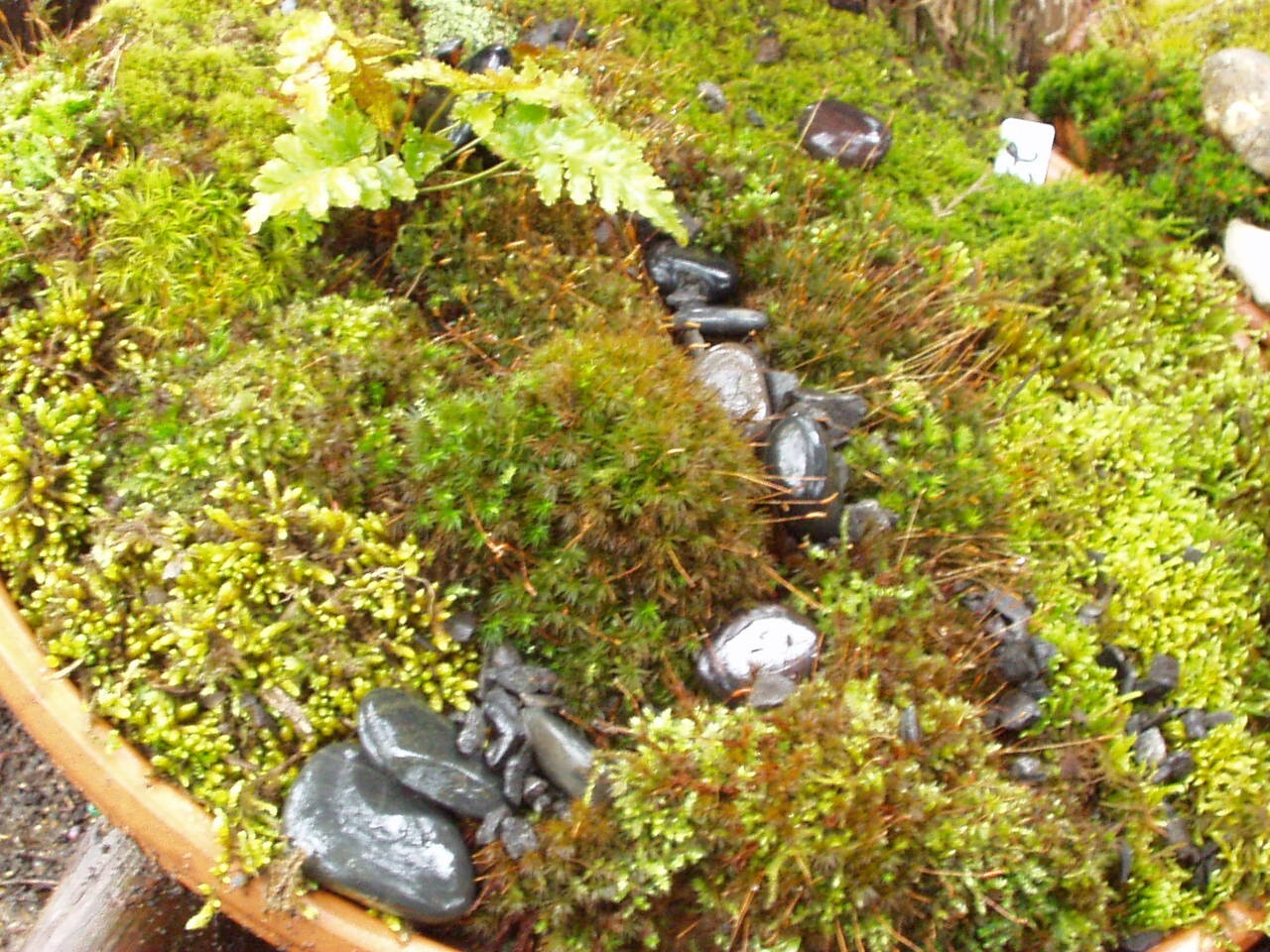 Mixed Flats of Moss gallery