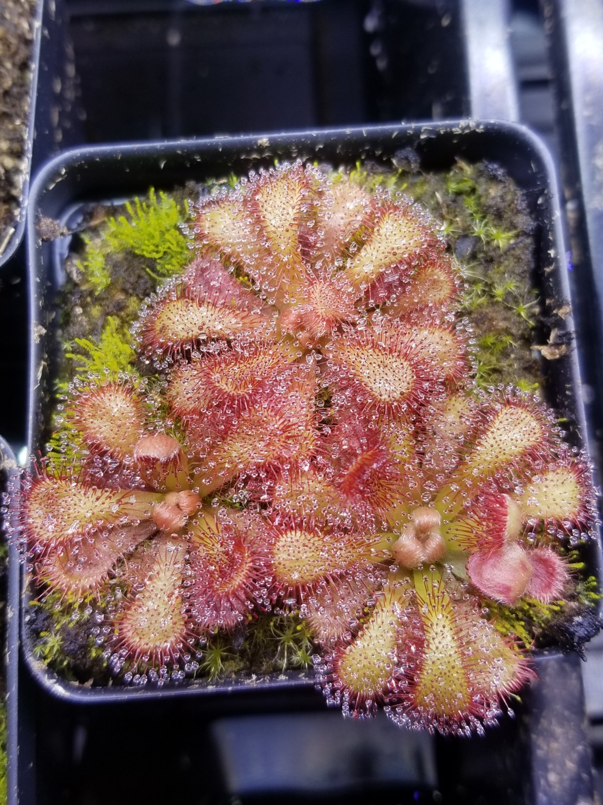 Drosera venusta Seeds - Carnivorous Sundew Plant - Very easy to grow! gallery