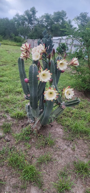 PERUVIAN APPLE CACTUS (Cereus peruvianus ) CUTTING 14 -17 "tall gallery