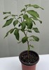 1 Longan Dimocarpus Tree With Pot 12” Dragon Eye Tropical Live Tree gallery