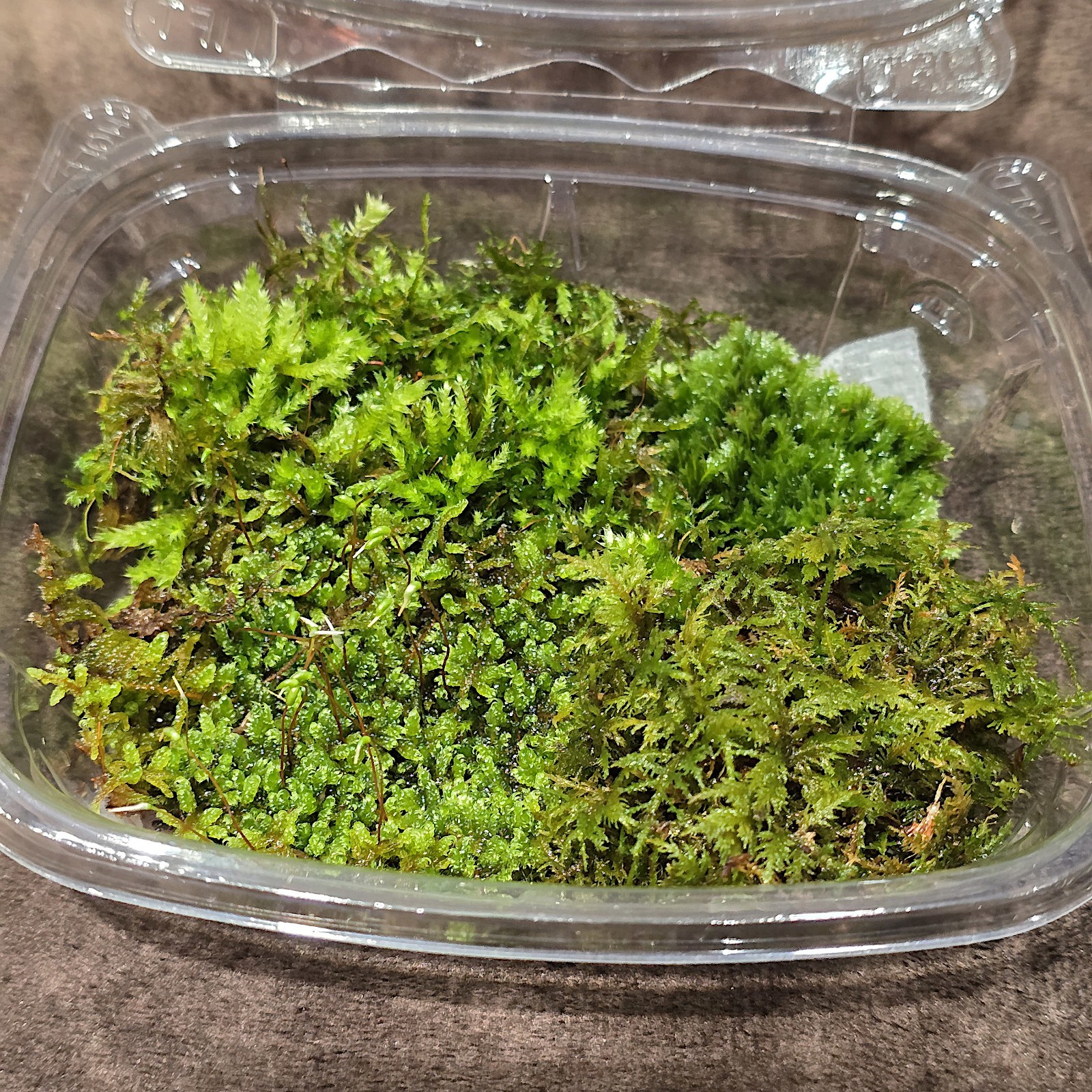 Live Moss Variety Pack gallery