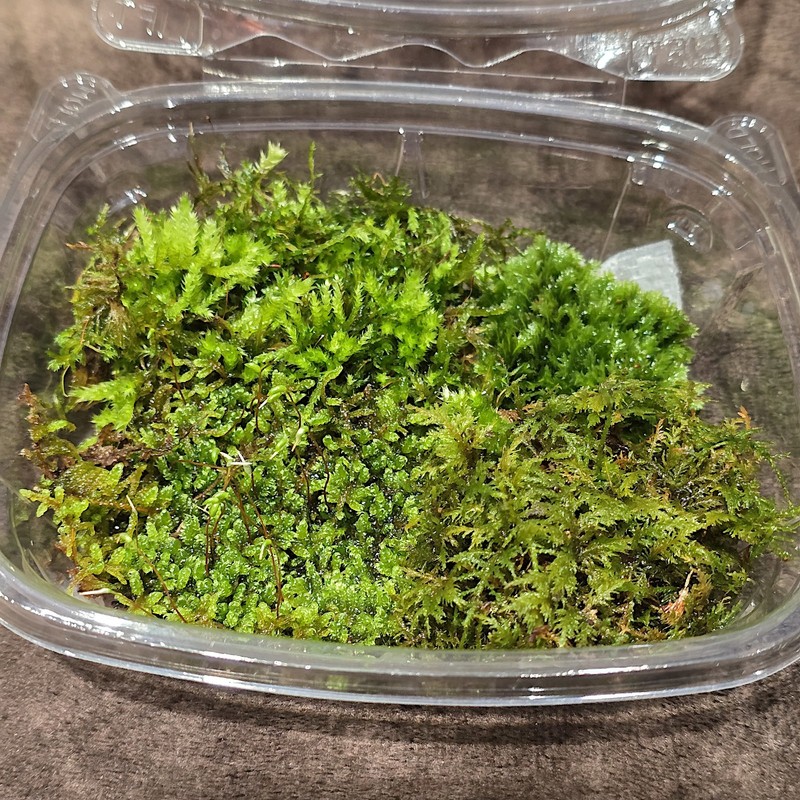 Live Moss Variety Pack gallery