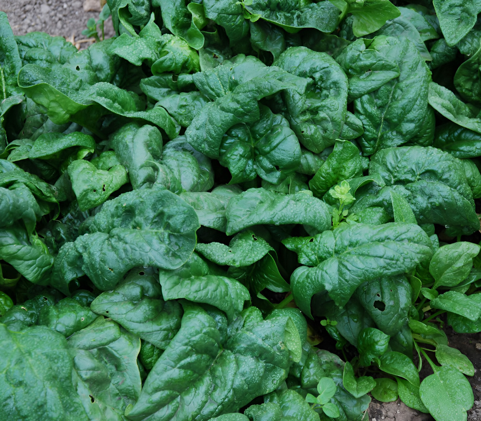 150 Heirloom American Spinach Seeds Fast Growing, Non-GMO, Home Garden Favorite gallery