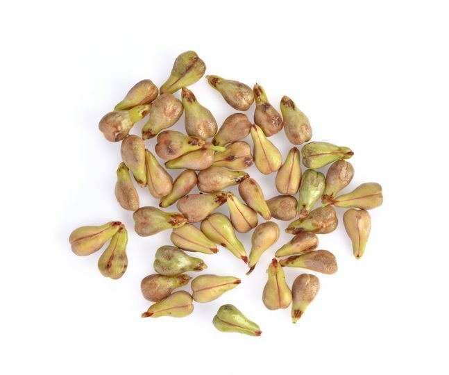 100++ Table Grape Seedss (Vitis vinifera) var. Delaware Grape gallery