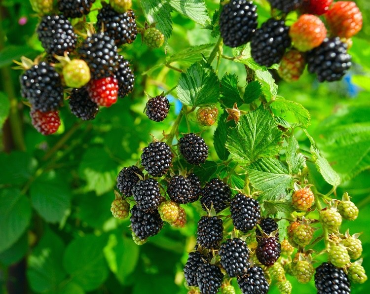 5 Prime Ark Horizon Thorned Blackberry - Rubus - Starter Plug gallery
