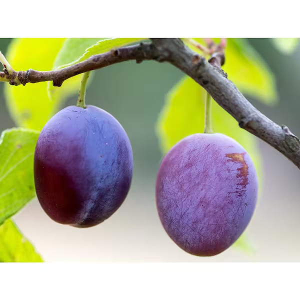 Dwarf Italian Plum Tree Bare Root gallery