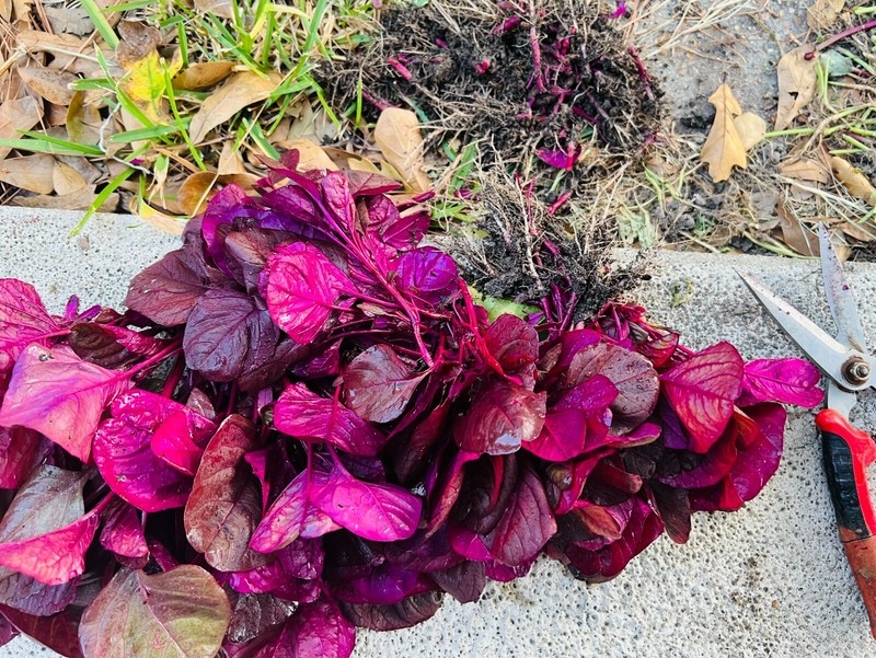 Non-GMO Asian Vegetable Red Amaranth Seeds（全红苋菜）300+Seeds 2023NEW! gallery