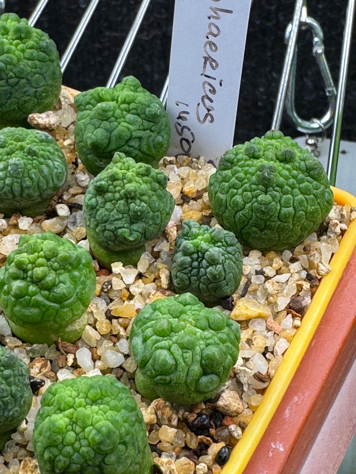 Pseudolithops sphaericus Seedling Rare Succulent Live Plant 1” Seed Grown USA gallery