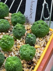 Pseudolithops sphaericus Seedling Rare Succulent Live Plant 1” Seed Grown USA