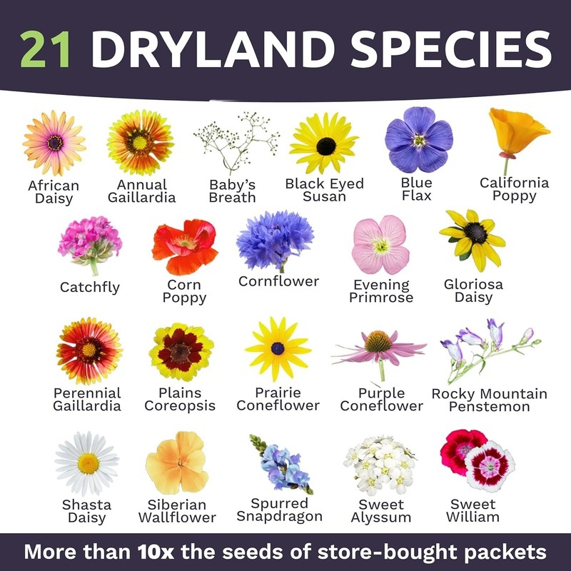 Extra Large Wildflower Seed Mix – Over 21 Species for Colorful Sustainability gallery