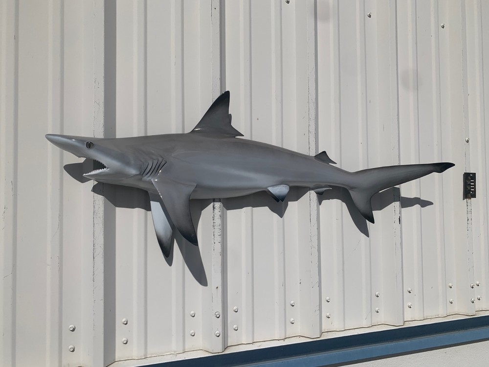 45" Blacktip Shark Half Mount Shark Replica - Quick production