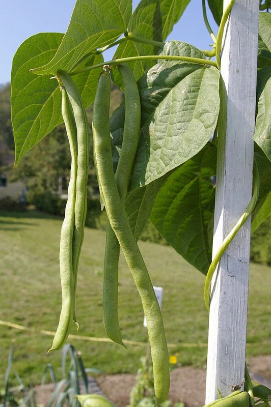 White Half Runner Bean (Pole) Seeds - For 2025 Planting Early Mountaineer Pole gallery