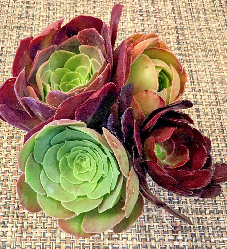 QUARTET (= A SET OF 4 DIFFERENT) AEONIUM CUTTINGS - 2" (= 5 CM) DIAMETER gallery