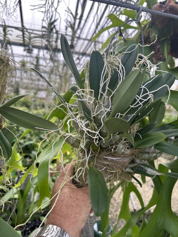 Dendrobium Aggregatum (lindleyi) Large Mounted Plant. WHOPPER gallery