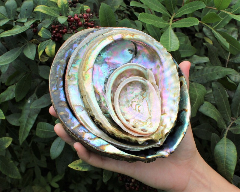 Abalone Shells: Pick A Size - Holds Smudge Sticks, Incense, Crystal Displays etc gallery