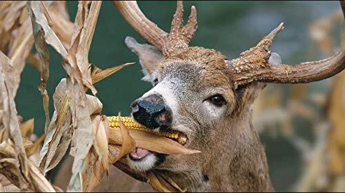 CZ Grain Dinner Getter Deer Food Plot Corn Seeds - 250 Seeds to Grow Deer Food - gallery