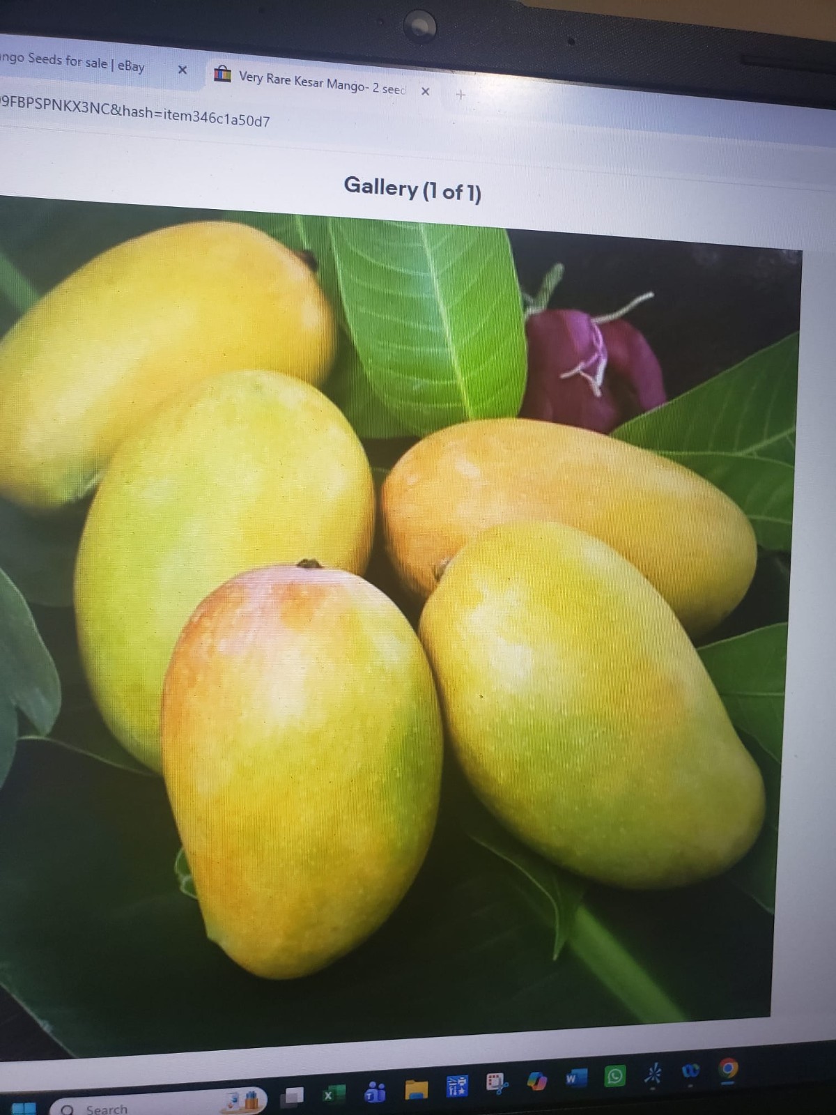 Very Rare Kutch (India) Kesar Mango- 2 seeds, USA seller-Free Shipping gallery