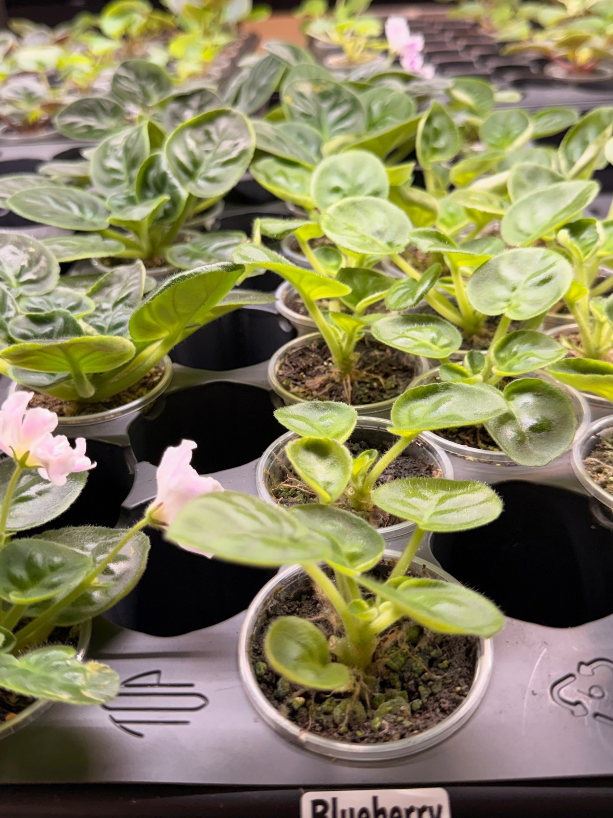 African Violet Plant Blueberry Dessert (Chemichnyy Desert) Large Starter gallery