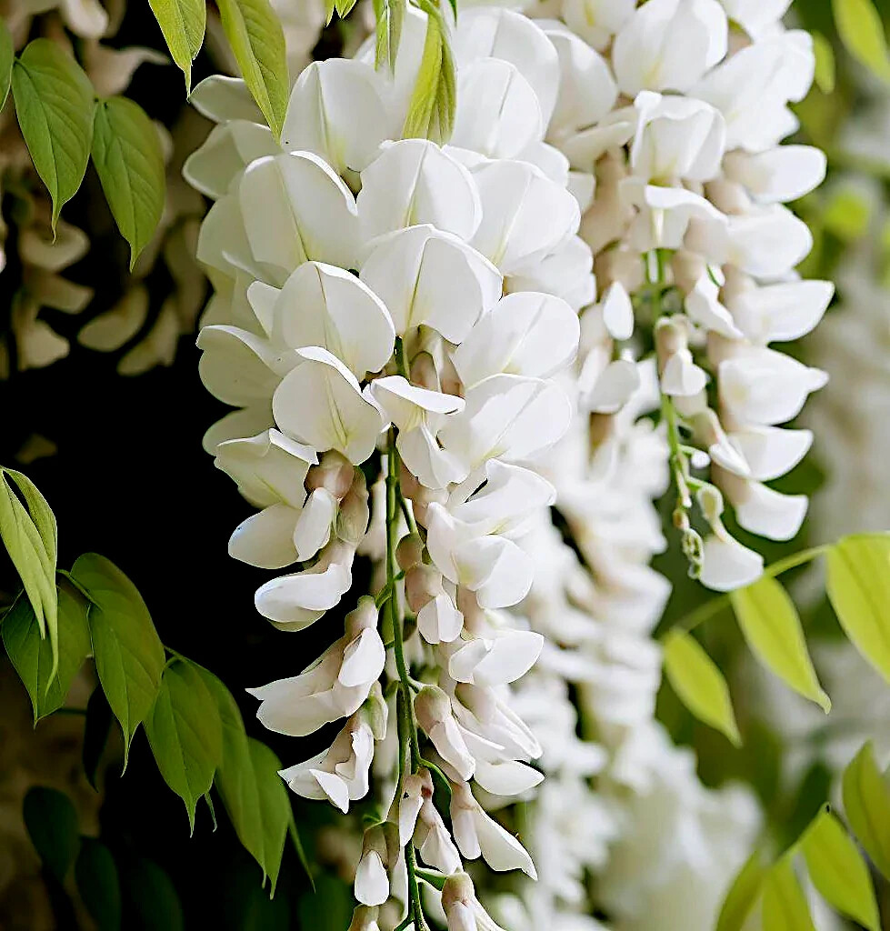 White Wisteria floribunda Alba Tree Seeds Climbing Flower Vine Plant Rare Hardy gallery