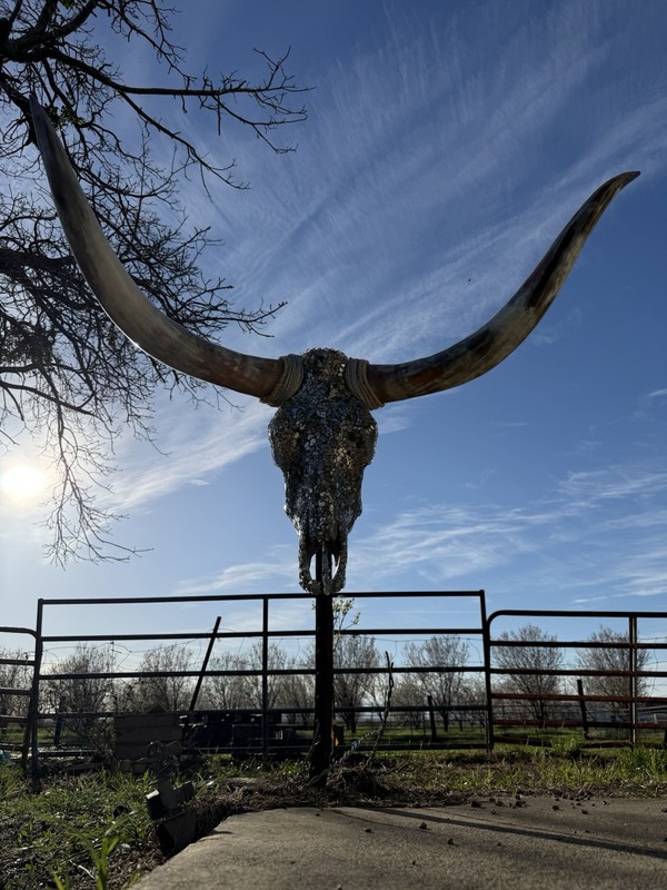 Texas Longhorn gallery