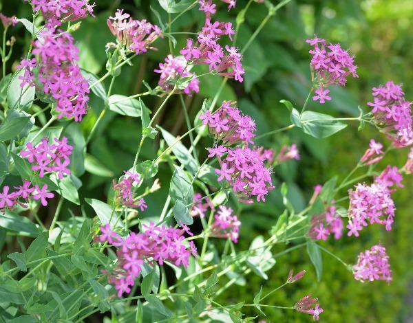 Silene armeria | None-so-Pretty | Sweet William Catchfly | 1000 Seeds gallery
