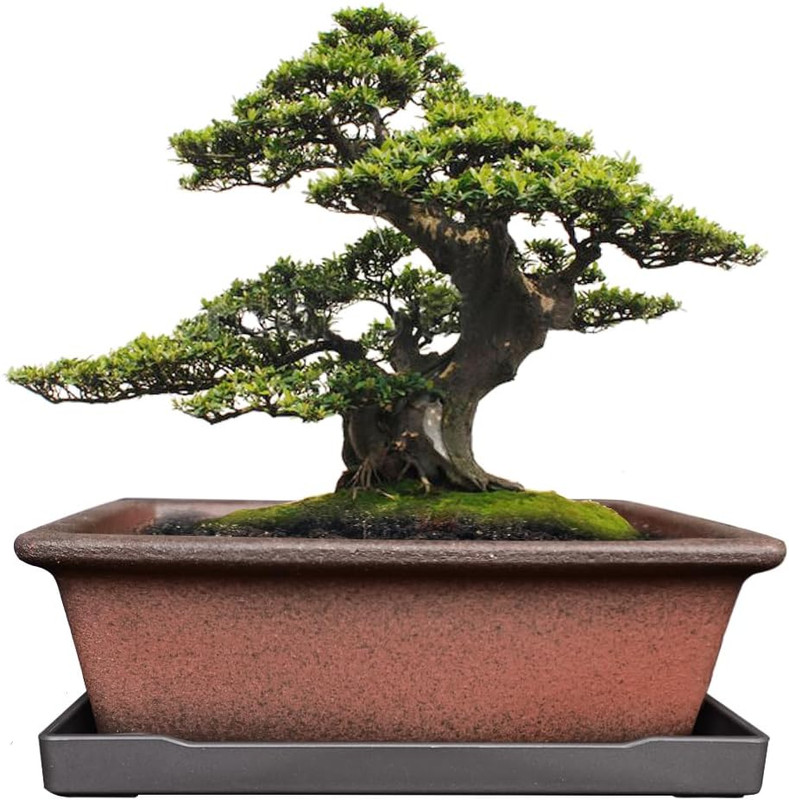 Decorative Ceramic Bonsai Planter Pot 8.5 Inch with Tray, Breathable Unglazed Re gallery