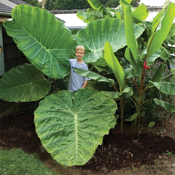 Thailand Giant Colocasia / Elephant Ear / Taro - 1 Gallon Size gallery