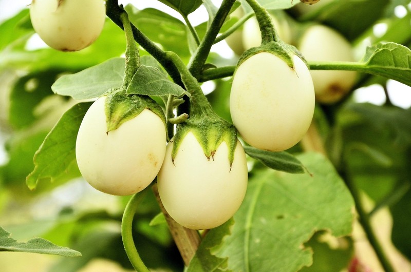 30 EASTER EGG PLANT Ornamental Easter Eggplant / Nest Egg Solanum Ovigerum Seeds gallery