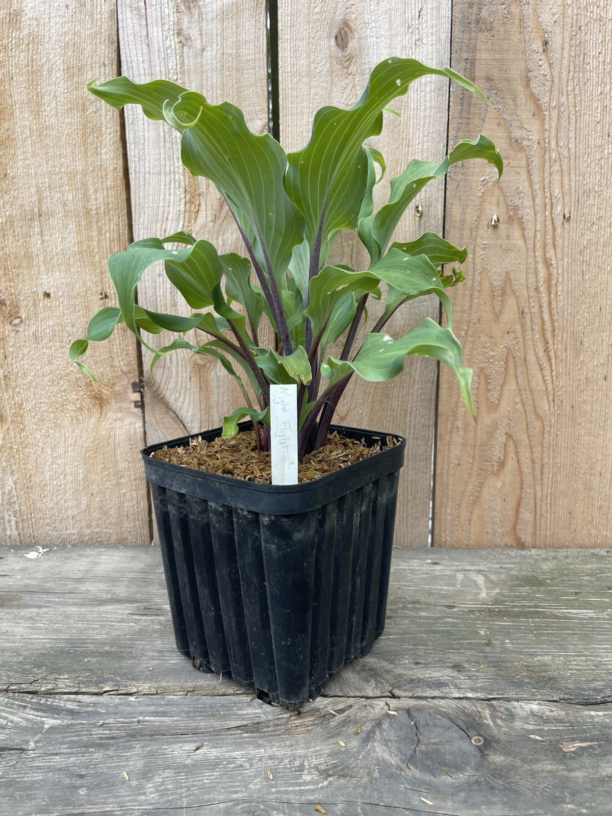 Hosta 'Night Flight' Plant 1gal Pot Green Leaves w/ Blue Tint w/ Magenta Stems!! gallery