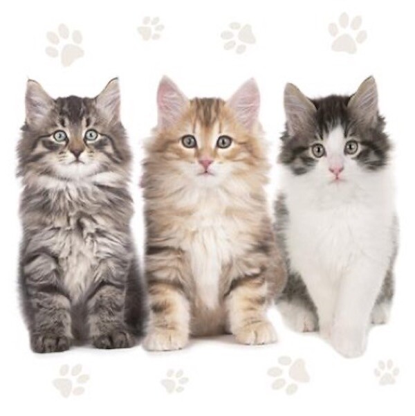 THREE KITTENS 20 Lunch Paper Napkins Decoration DECOUPAGE Cats gallery