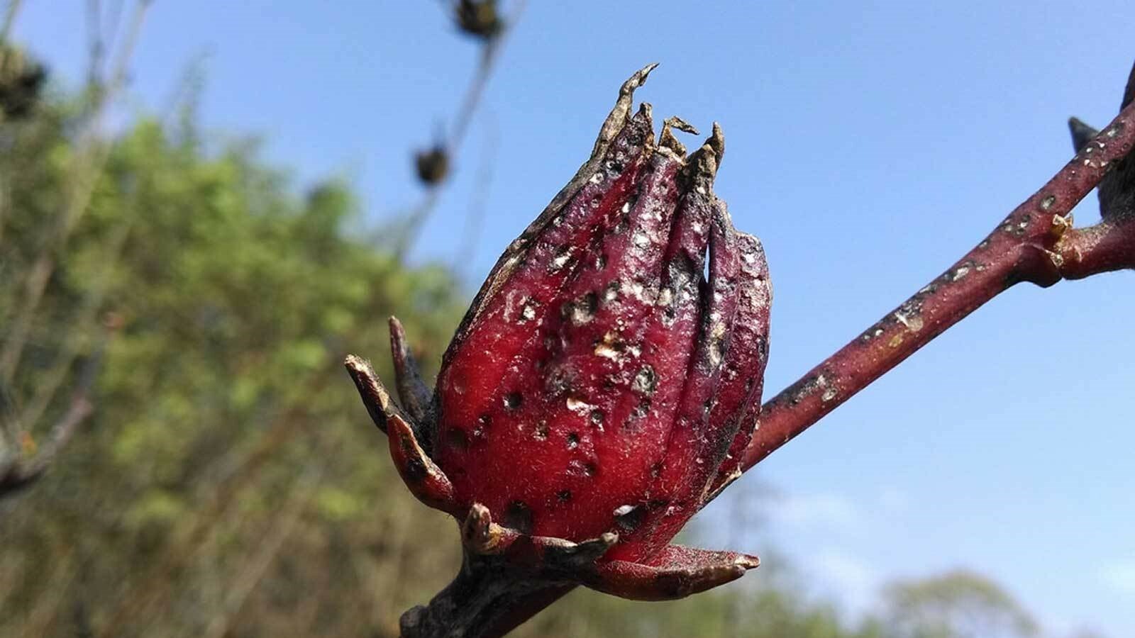 Hibiscus sabdariffa | Roselle | Jamaican Tea | Maple Leaf Hibiscus | 20_Seeds gallery