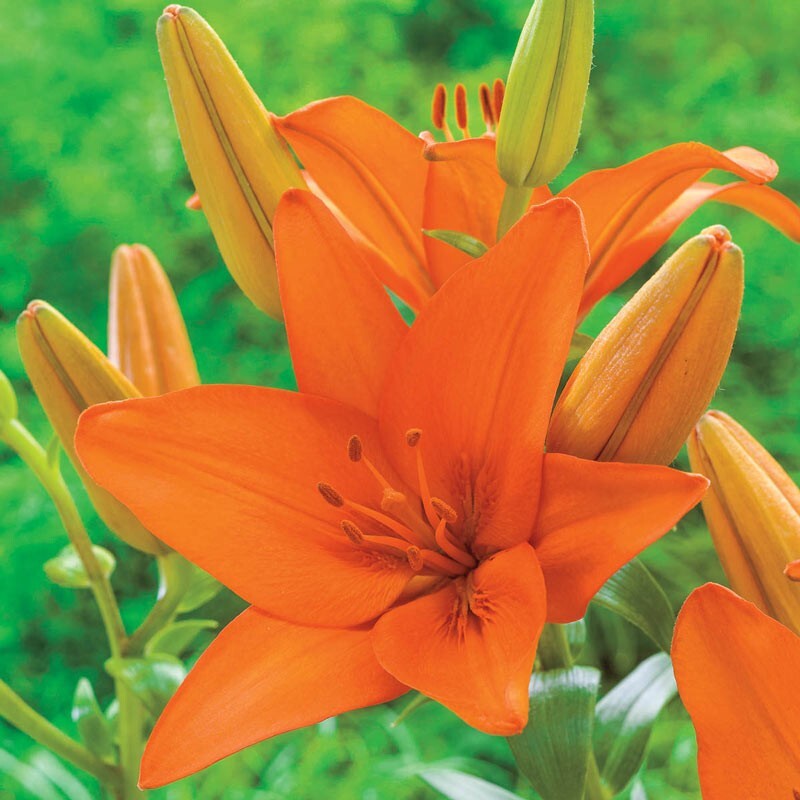 2 - ORANGE ASIATIC LILY Live Flower Bulbs * ATTRACTS BUTTERFLIES gallery