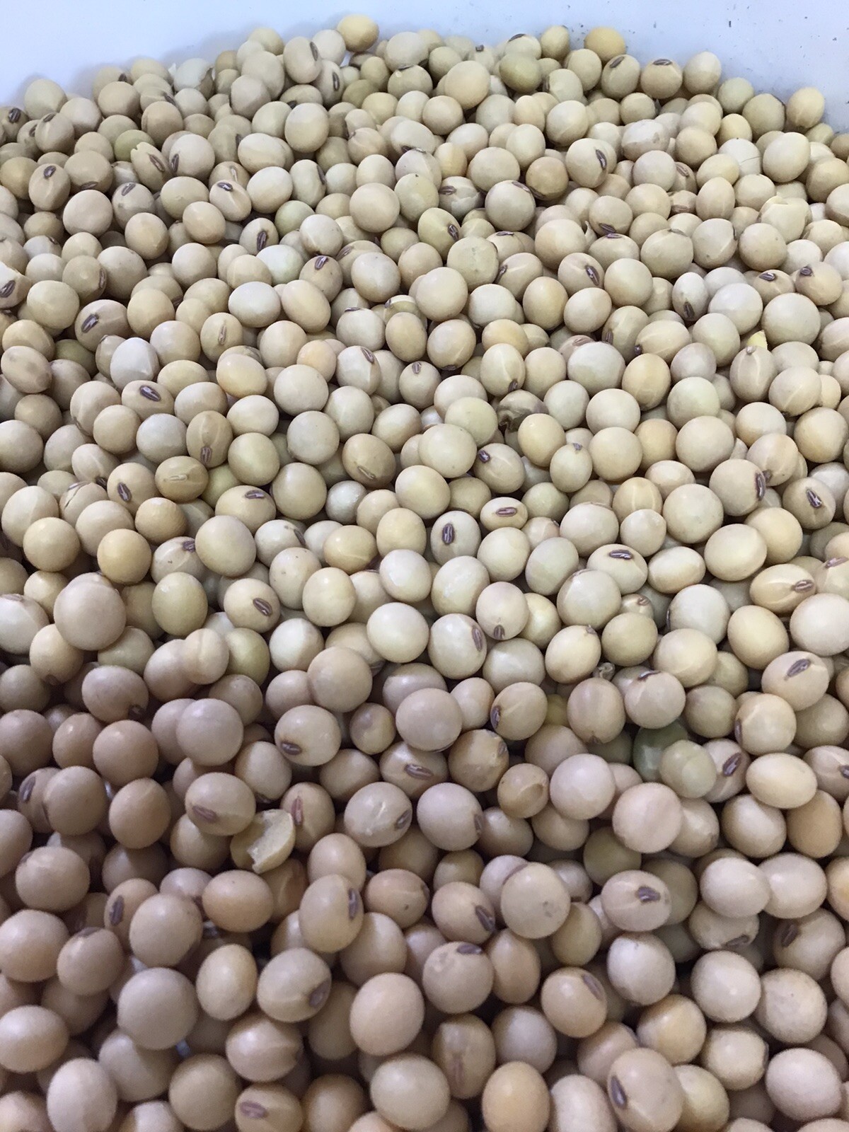 10 LBS Soybean Seed For Food Plot, Deer, Turkey, Rabbit, Wildlife, Livestock gallery