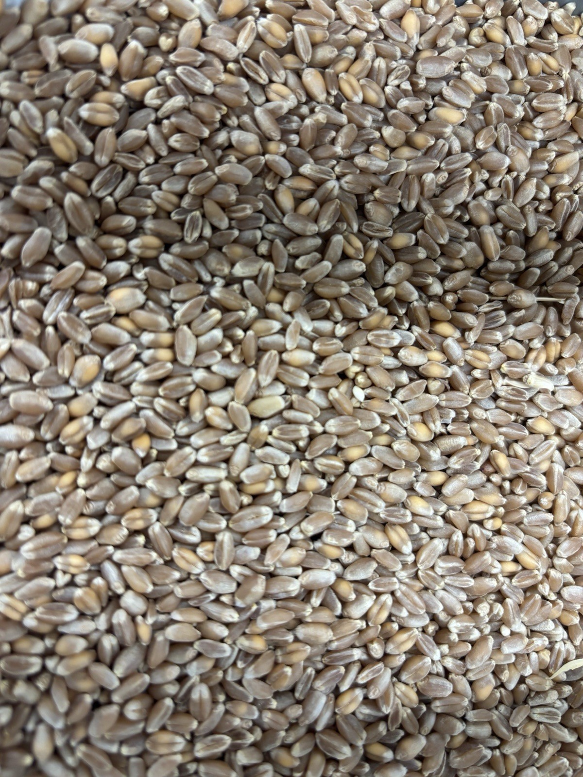 Recleaned Wheat Seeds 10LB For Sprouting & Bird Feed Great For Chicken gallery