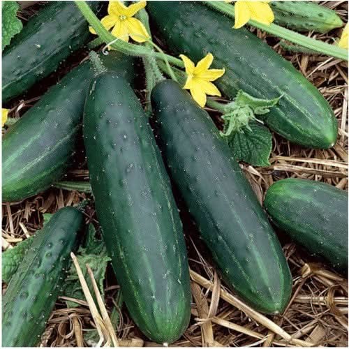Spacemaster 80 Cucumber Seeds For Planting (Cucumis sativus) gallery