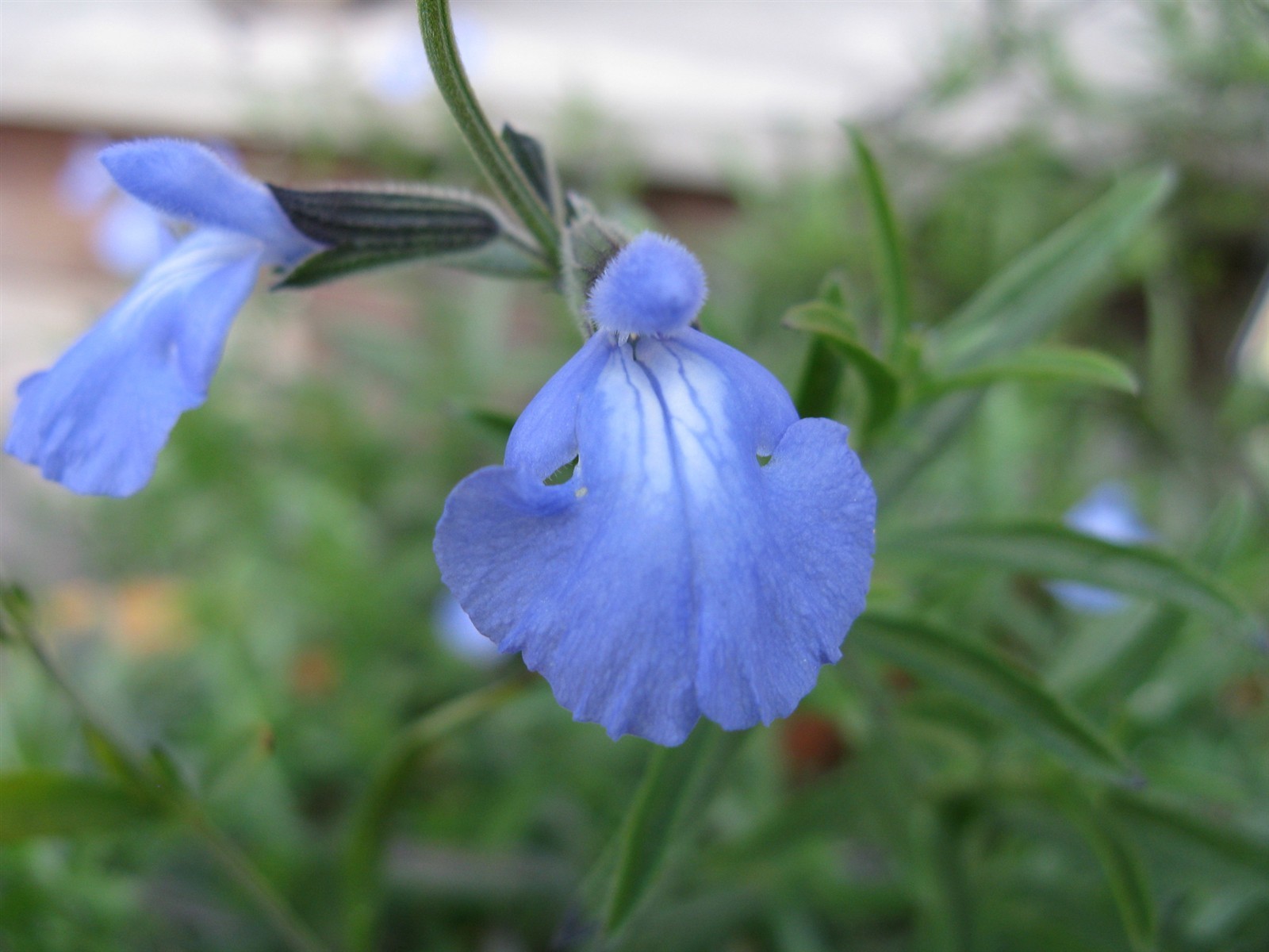 Salvia azurea | Blue & Azure & Pitcher Sage | 10_Seeds gallery
