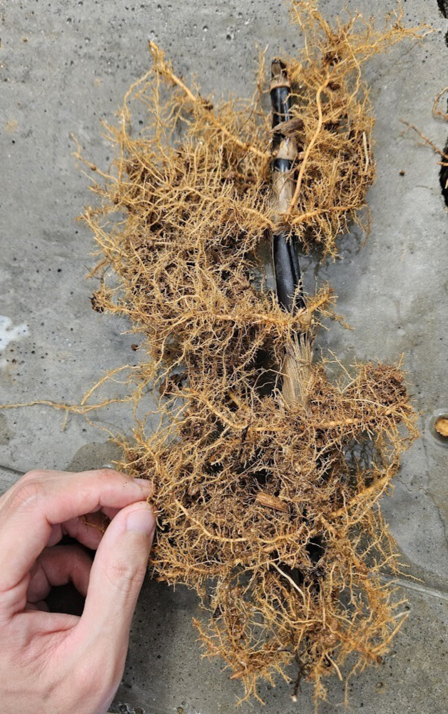 Black Bamboo Rhizomes 1–12 Pack (Phyllostachys nigra) • Bare Root • Fast-Growing gallery