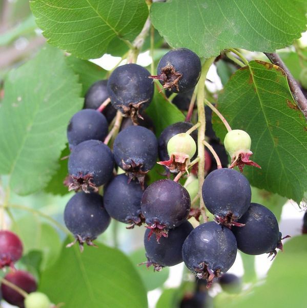 Saskatoon Serviceberry, Amelanchier alnifolia, Seeds gallery