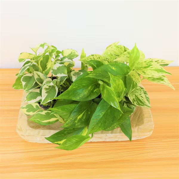4.25 In. Pothos Asst (4-Pack) gallery