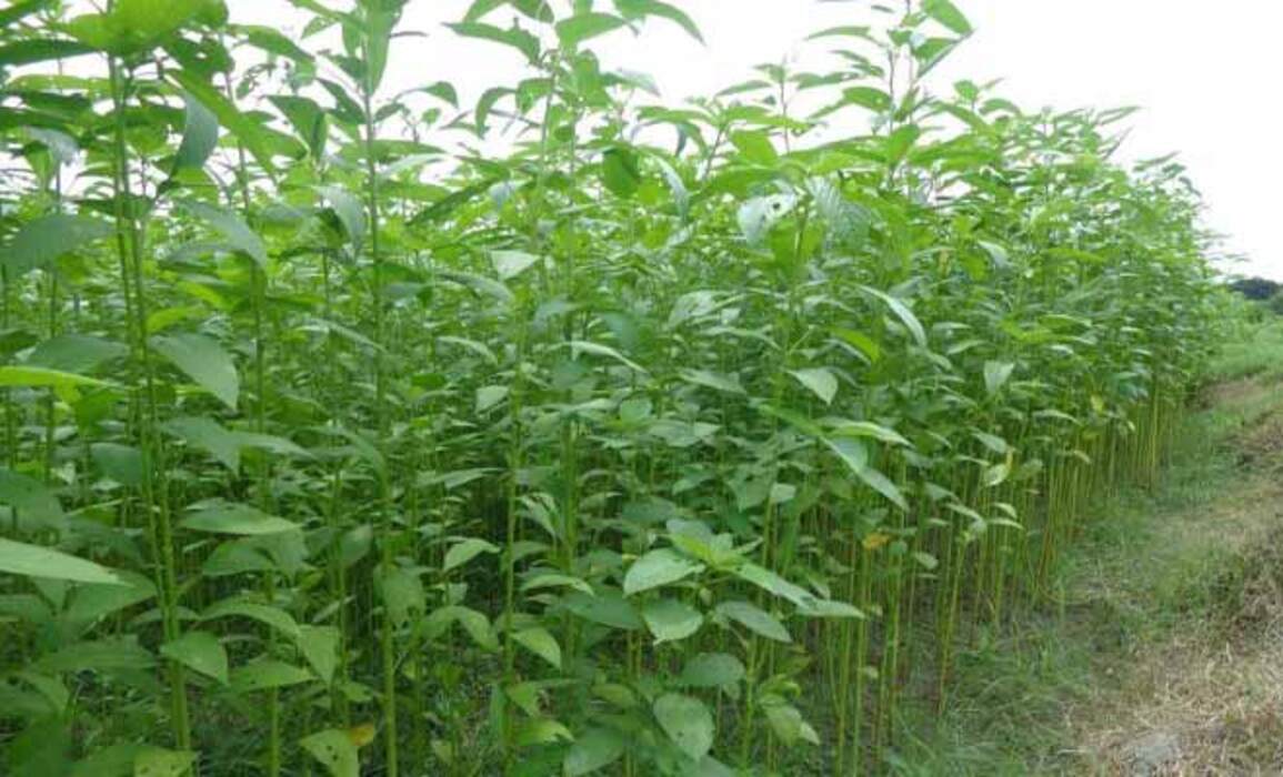 Corchorus Capsularis 20 Seeds, White Jute Herb Plants Annual Perennial Vegetable gallery